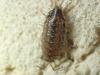 Philoscia affinis